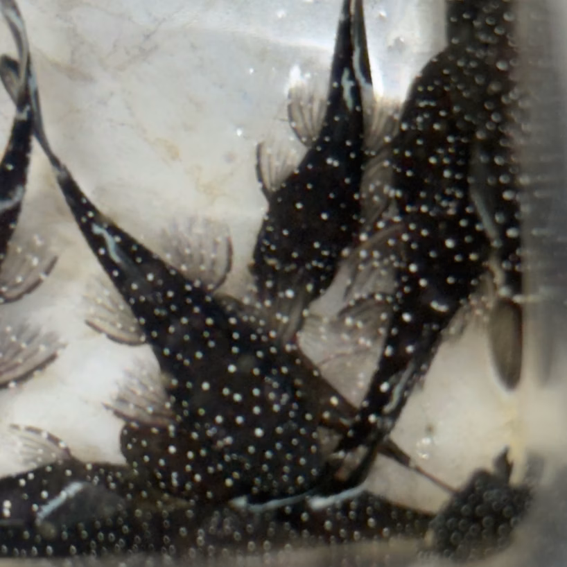 Close view of spotted L181 Pepermint bristlenose