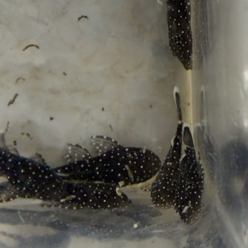 L181 Pepermint bristlenose resting near the side of the tank