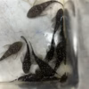 Group of L181 Pepermint bristlenose viewed from above