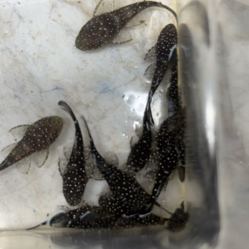 Group of L181 Pepermint bristlenose viewed from above