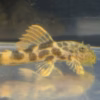 Side view of a small L600 Leopard Cactus Pleco with a raised dorsal fin