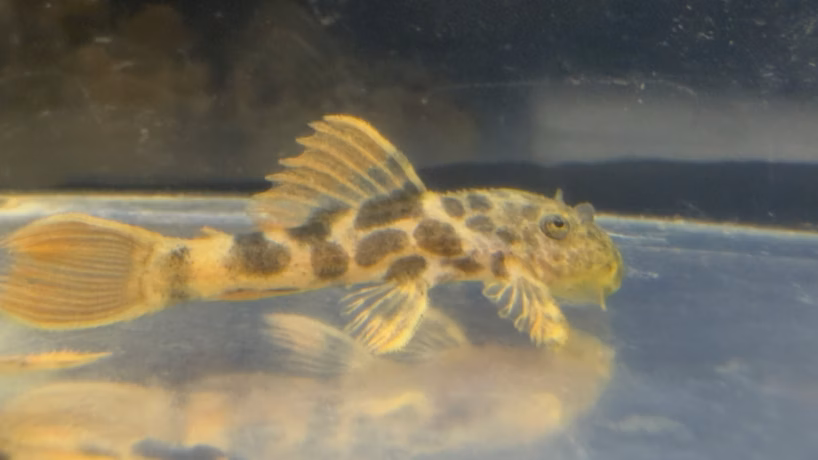 Side view of a small L600 Leopard Cactus Pleco with a raised dorsal fin