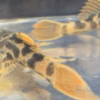 L600 Leopard Cactus Plecos showing leopard markings and orange tails