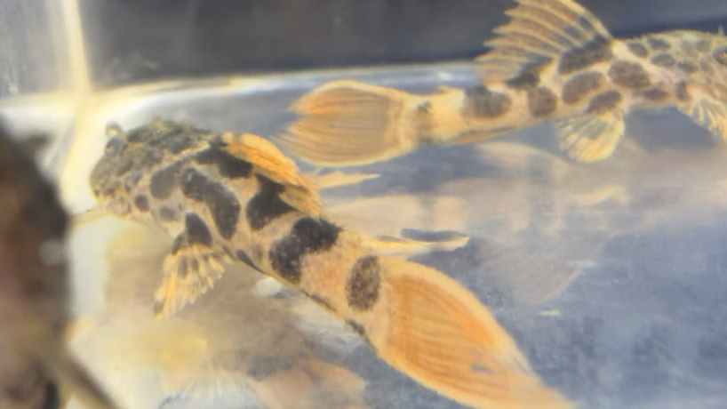 L600 Leopard Cactus Plecos showing leopard markings and orange tails