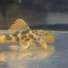 L600 Leopard Cactus Pleco in profile with spotted body and orange fins