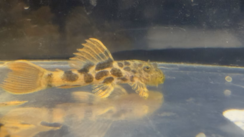 L600 Leopard Cactus Pleco in profile with spotted body and orange fins