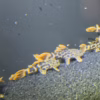 Group of small L600 Leopard Cactus Plecos resting on a sponge filter