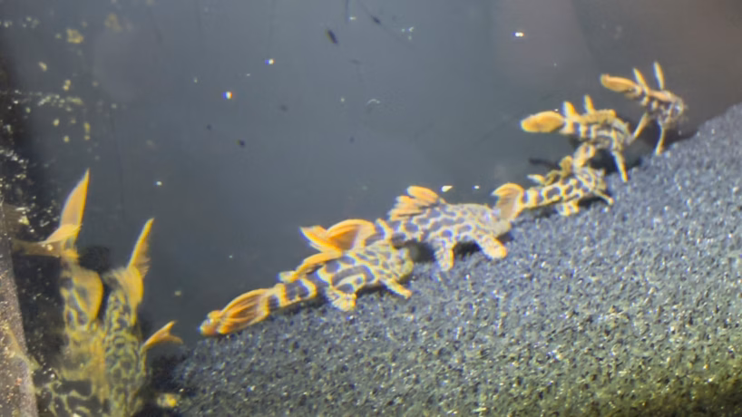 Group of small L600 Leopard Cactus Plecos resting on a sponge filter