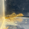 Small L600 Leopard Cactus Pleco with its full body and orange tail visible