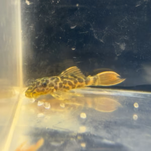 Small L600 Leopard Cactus Pleco with its full body and orange tail visible