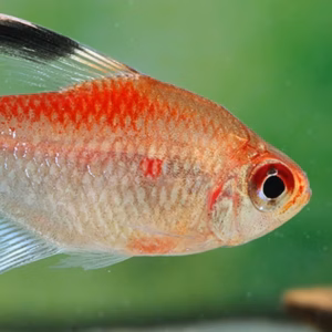 Flameback Bleeding Heart Tetra (Hyphessobrycon pyrrhonotus) with red back and black-and-white dorsal fin