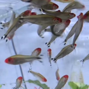 School of Rummynose Tetras with red heads and black-and-white striped tails