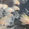 Group of Smudge Spot Corys (Hoplisoma simile) with dark smudge at the tail base