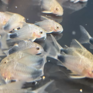 Group of Smudge Spot Corys (Hoplisoma simile) with dark smudge at the tail base