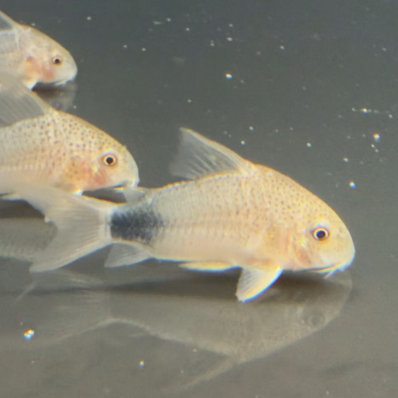 Smudge Spot Cory close-up showing finely speckled body and dark tail smudge
