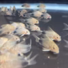 Shoal of Smudge Spot Corys (Hoplisoma simile) on the bottom of the tank