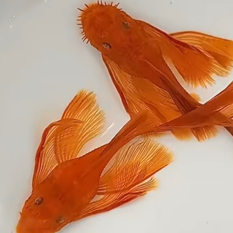 Two Super Red Longfin Plecos with solid orange-red bodies and long flowing fins